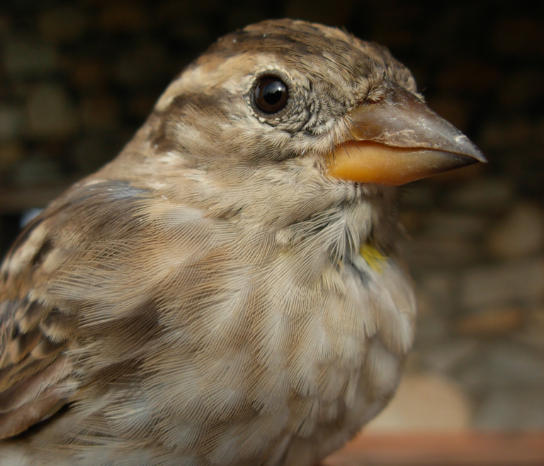 Moineau soulcie